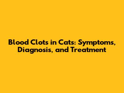 Blood Clots in Cats: Symptoms, Diagnosis, and Treatment