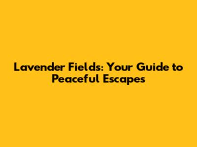 Lavender Fields: Your Guide to Peaceful Escapes