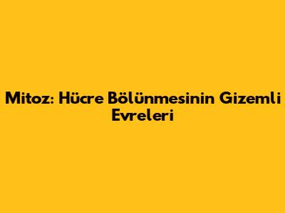 Mitoz: Hücre Bölünmesinin Gizemli Evreleri