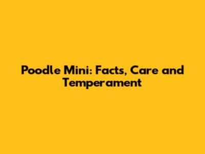 Poodle Mini: Facts, Care and Temperament