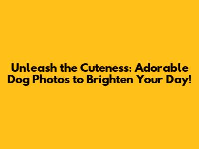 Unleash the Cuteness: Adorable Dog Photos to Brighten Your Day!