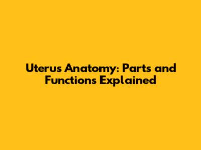 Uterus Anatomy: Parts and Functions Explained