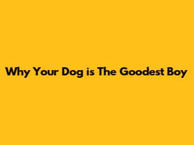 Why Your Dog is The Goodest Boy