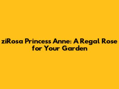 ziRosa 'Princess Anne': A Regal Rose for Your Garden